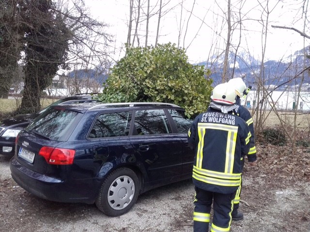 baum auf auto