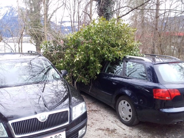 baum auf auto1